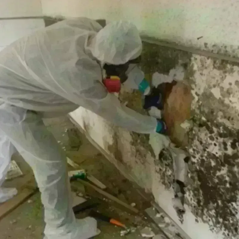 Mold Remediation and Removal in Walling, TN